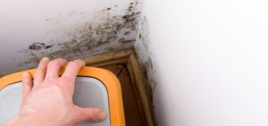 Awaab’s Law: What It Is, Why It Matters, and What It Means for Your Rights as a Tenant
