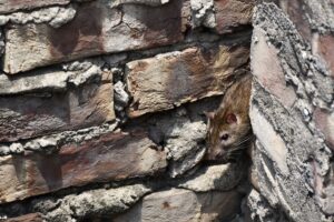 Damp and Mould in Council and Housing Association Properties: Can I Make a Claim?